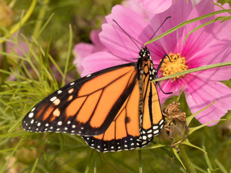 Stages Of The Monarch Butterfly Photography By Kozmic Dreams